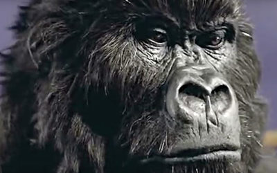 AdWatch: Cadbury | Gorilla