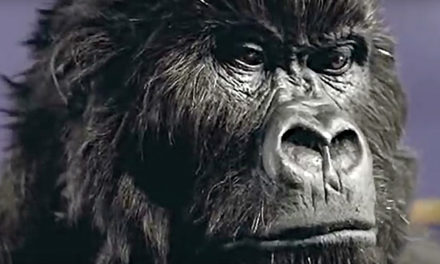 AdWatch: Cadbury | Gorilla