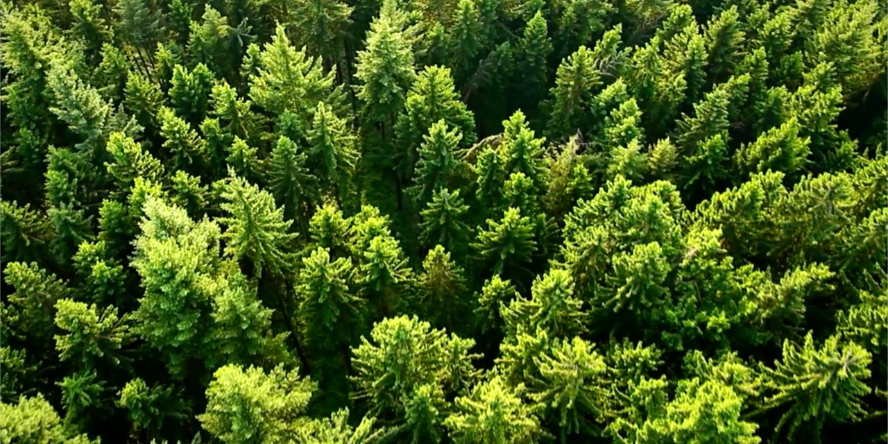 AdWatch: House of Marley | Project Marley