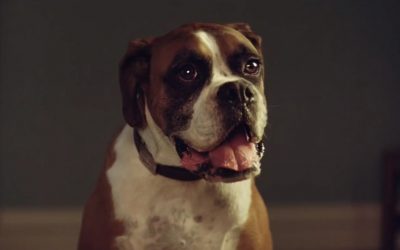 AdWatch: John Lewis & Partners | Buster The Boxer