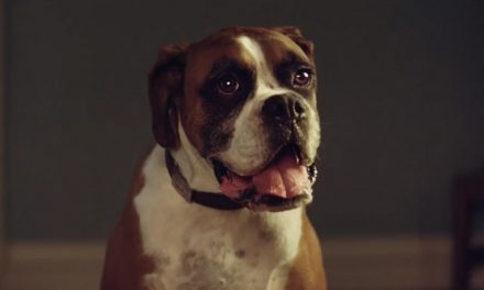 AdWatch: John Lewis & Partners | Buster The Boxer