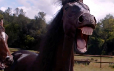 AdWatch: Volkswagen | Laughing Horses