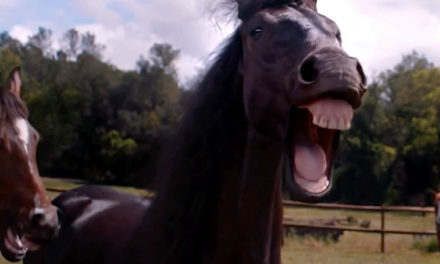 AdWatch: Volkswagen | Laughing Horses