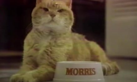 AdWatch: 9-LIVES | Morris