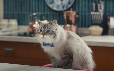 AdWatch: HELLMANN’S | Mayo Cat