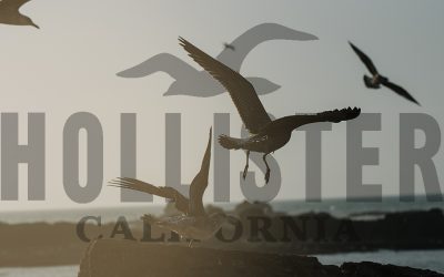 Hollister Flies Seagulls to the Coast