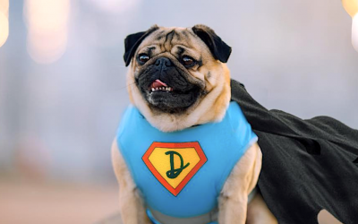 Doug the Pug: The Dog, the Myth, The Internet Legend