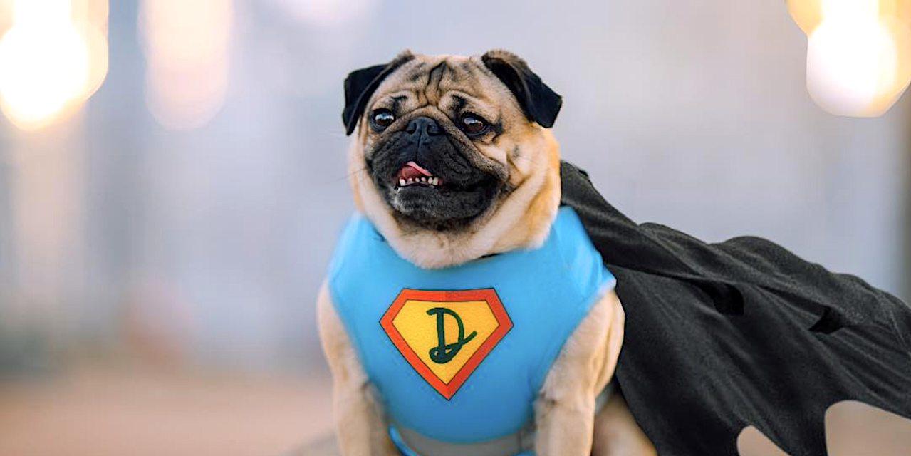 Doug the Pug